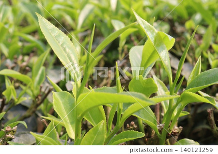 tea leaf on tree in firm for harvest tea leaf on tree in firm for harvest 140121259