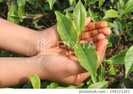 tea leaf on tree in firm for harvest 140121261