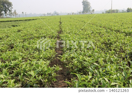 tea leaf on tree in firm for harvest tea leaf on tree in firm for harvest 140121263