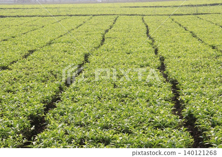 tea leaf on tree in firm for harvest tea leaf on tree in firm for harvest 140121268