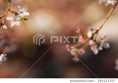 Cherry blossoms enveloped in the colors of spring and empty space Cherry blossoms enveloped in the colors of spring and empty space 140121357