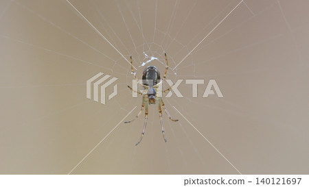 A spider waiting on its web A spider waiting on its web 140121697
