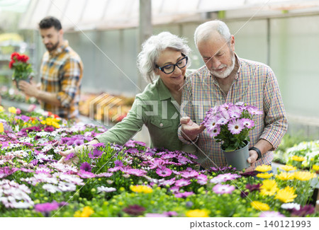 In plant nursery, senior buy and purchase dimorfoteca decorative plant in pot In plant nursery, senior buy and purchase dimorfoteca decorative plant in pot 140121993