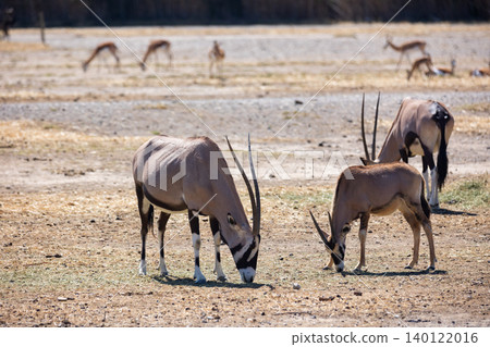 Some oryx gazelles feeding together in safari Some oryx gazelles feeding together in safari 140122016