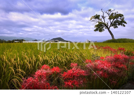 Asuka Village: Old Shrine Ruins and Red Spider Lilies Asuka Village: Old Shrine Ruins and Red Spider Lilies 140122107