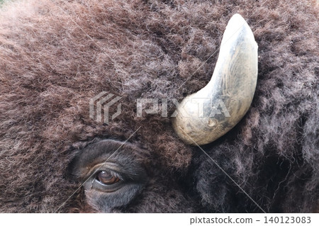 A buffalo's profile: with its strong horns and gentle gaze. A buffalo's profile: with its strong horns and gentle gaze. 140123083