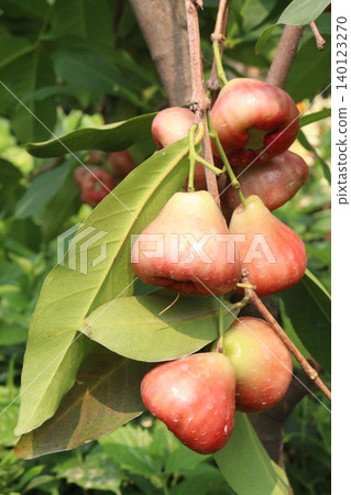 Syzygium samarangense fruit plant on nursery Syzygium samarangense fruit plant on nursery 140123270