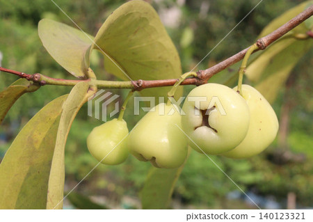 Syzygium aqueum fruit plant on nursery Syzygium aqueum fruit plant on nursery 140123321