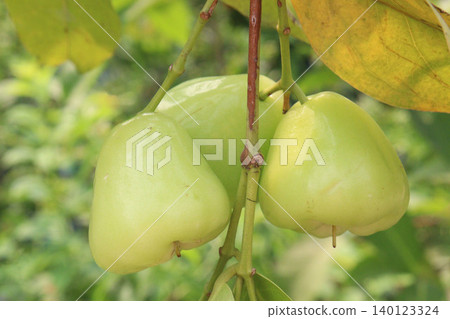 Syzygium aqueum fruit plant on nursery Syzygium aqueum fruit plant on nursery 140123324