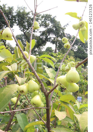 Syzygium aqueum fruit plant on nursery Syzygium aqueum fruit plant on nursery 140123326