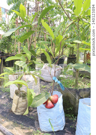 Syzygium samarangense fruit plant on nursery Syzygium samarangense fruit plant on nursery 140123894