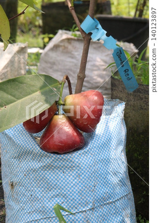 Syzygium samarangense fruit plant on nursery Syzygium samarangense fruit plant on nursery 140123897
