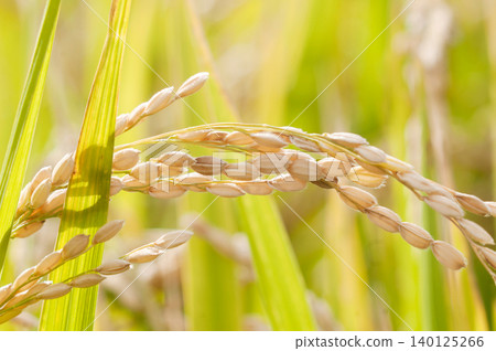 Golden rice stalks ripening in autumn and a scene of harvest. Golden rice stalks ripening in autumn and a scene of harvest. 140125266