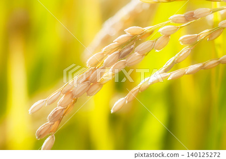 Golden rice stalks ripening in autumn and a scene of harvest. Golden rice stalks ripening in autumn and a scene of harvest. 140125272