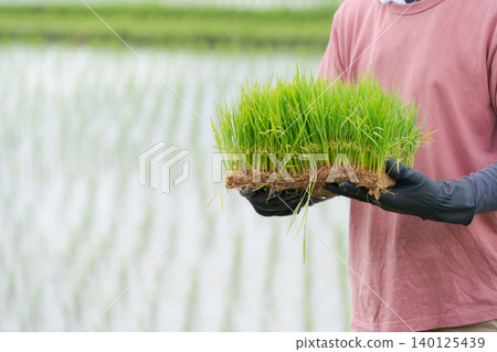 The hands of a farmer holding seedlings 140125439