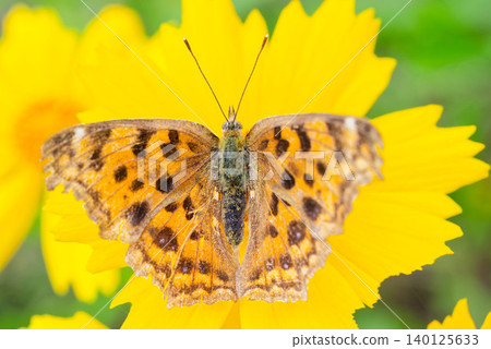 A comma butterfly perched on a yellow flower, photographed from above. A comma butterfly perched on a yellow flower, photographed from above. 140125633