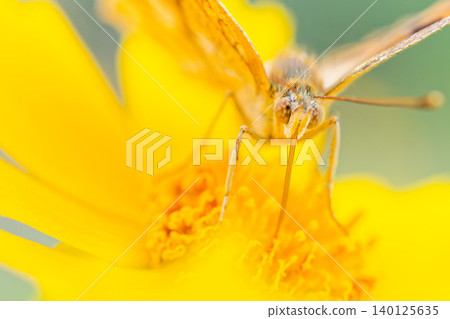 A comma butterfly sipping nectar from a yellow flower. A comma butterfly sipping nectar from a yellow flower. 140125635