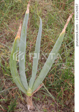 Allium fistulosum, the Welsh onion, bunching onion plant 140126067