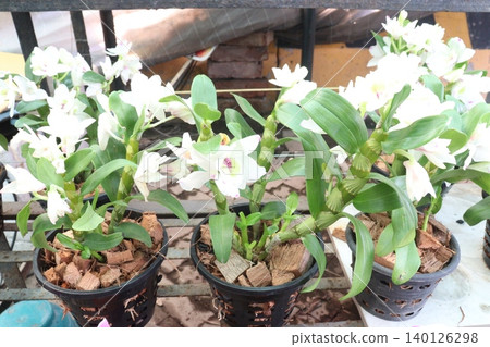 Dendrobium nobile, nobile dendrobium flower plant Dendrobium nobile, nobile dendrobium flower plant 140126298