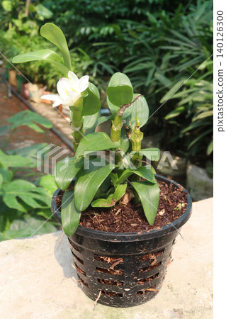 Dendrobium nobile, nobile dendrobium flower plant Dendrobium nobile, nobile dendrobium flower plant 140126300
