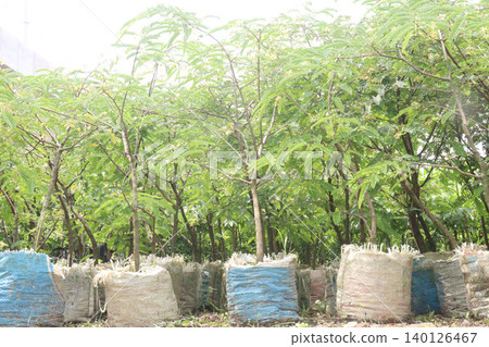tamarind plant seedling in farm for sell are cash crops 140126467