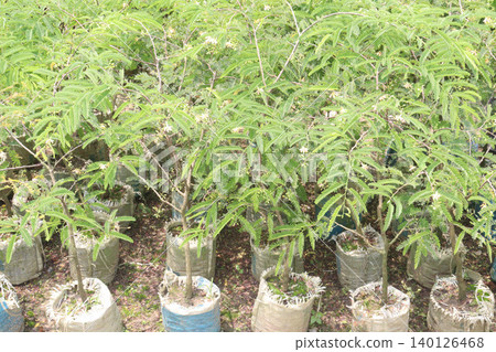 tamarind plant seedling in farm for sell are cash crops 140126468