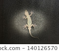 The appearance of a gecko 140126570