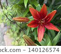 Lilies bloom 140126574