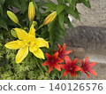 Lilies bloom 140126576