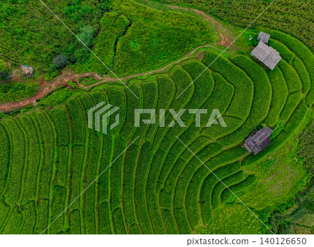Scenic terraced rice fields with curved walking trails and forested mountains in remote northern Thailand, capturing eco travel, cultural heritage, and harmony with nature in rural living. Scenic terraced rice fields with curved walking trails and forested mountains in remote northern Thailand, capturing eco travel, cultural heritage, and harmony with nature in rural living. 140126650