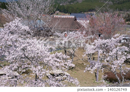 Cherry blossom scenery at Toyohira Sports Park Cherry blossom scenery at Toyohira Sports Park 140126749