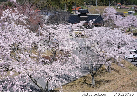 Cherry blossom scenery at Toyohira Sports Park Cherry blossom scenery at Toyohira Sports Park 140126750