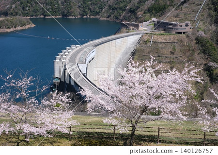 The scenery of the Nukui Dam with cherry blossoms in bloom 140126757