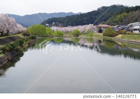 北廣島町白原川沿岸的櫻花美景 北廣島町白原川沿岸的櫻花美景 140126771