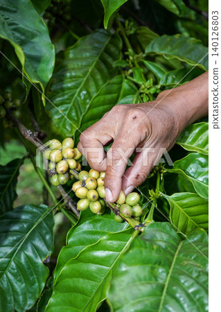 Asian farmer caring for coffee plants in East Java plantation, traditional Indonesian agriculturist working in organic coffee farm field Asian farmer caring for coffee plants in East Java plantation, traditional Indonesian agriculturist working in organic coffee farm field 140126803