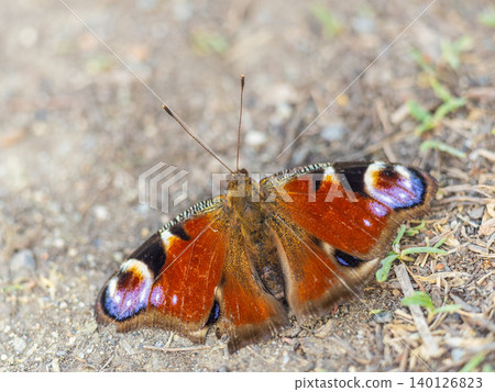 Peacock butterfly on the ground among the grass 140126823