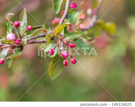 Fresh pink flowers of a blossoming apple tree with blured background 140126825
