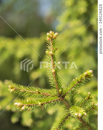 Closeup of fir branches with young buds. Spring nature concept. Fir branches with fresh shoots Closeup of fir branches with young buds. Spring nature concept. Fir branches with fresh shoots 140126828