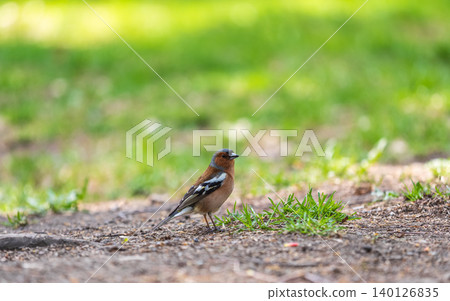Common chaffinch, Fringilla coelebs, sits on a green lawn in spring. Common chaffinch in wildlife. 140126835