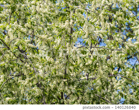 White flowers blooming bird cherry. Close-up of a Flowering Prunus padus Tree with White Little Blossoms White flowers blooming bird cherry. Close-up of a Flowering Prunus padus Tree with White Little Blossoms 140126840