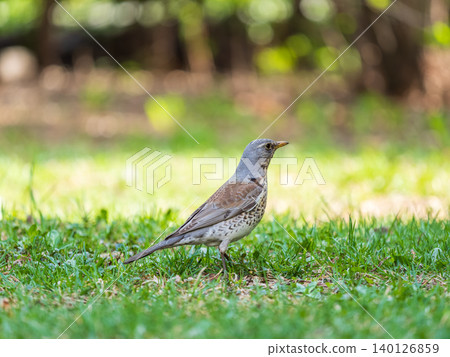 Wood bird Fieldfare, Turdus pilaris, on a sprng lawn. 140126859