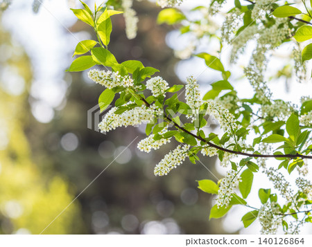 White flowers blooming bird cherry. Close-up of a Flowering Prunus padus Tree with White Little Blossoms 140126864