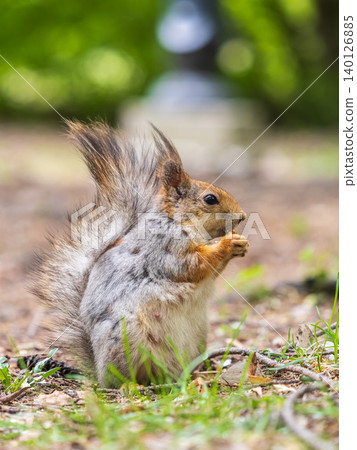 Squirrel eats a nut while sitting in green grass. Eurasian red squirrel, Sciurus vulgaris Squirrel eats a nut while sitting in green grass. Eurasian red squirrel, Sciurus vulgaris 140126885