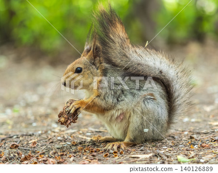Squirrel in autumn or spring with nut on the green grass with fallen yellow leaves Squirrel in autumn or spring with nut on the green grass with fallen yellow leaves 140126889