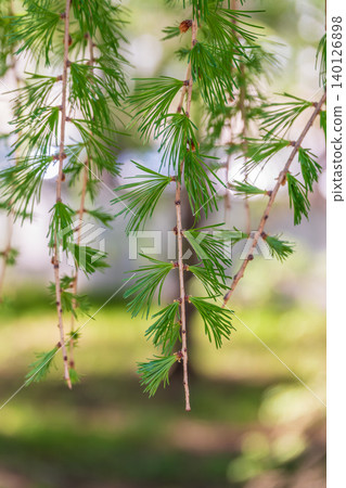 Young branches of larch. Closeup of green larch young needles. 140126898