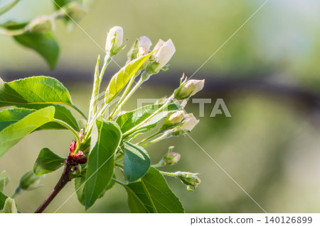 White blossoming apple trees in the sunset light. Spring season, spring colors. White blossoming apple trees in the sunset light. Spring season, spring colors. 140126899