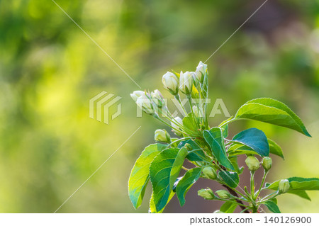 White blossoming apple trees in the sunset light. Spring season, spring colors. 140126900