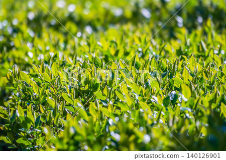 Nature of green leaf in garden at summer. Natural green leaves plants using as spring background cover page environment ecology Nature of green leaf in garden at summer. Natural green leaves plants using as spring background cover page environment ecology 140126901