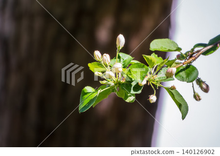 White blossoming apple trees in the sunset light. Spring season, spring colors. White blossoming apple trees in the sunset light. Spring season, spring colors. 140126902