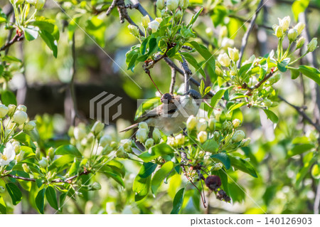 Lesser whitethroat, Sylvia curruca. A bird sits on a branch on a beautiful background Lesser whitethroat, Sylvia curruca. A bird sits on a branch on a beautiful background 140126903